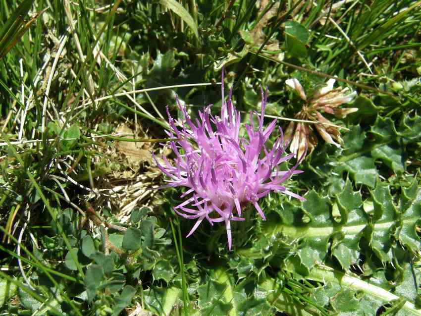 Cirse à tige courte - Cirsium acaule