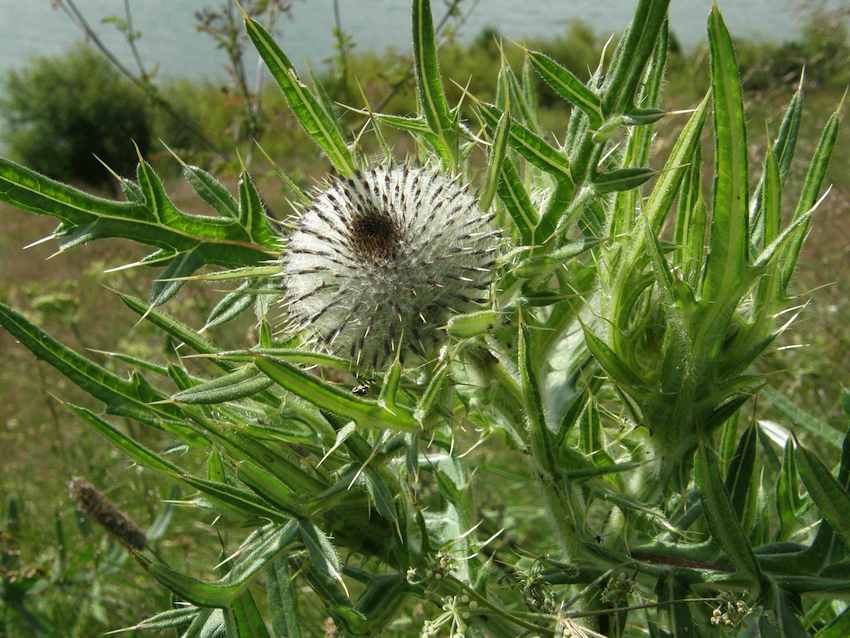 Cirse laineux - Cirsium eriophorum