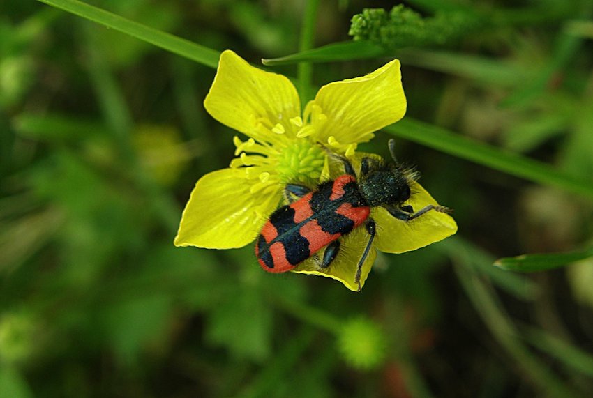 Clairon des abeilles