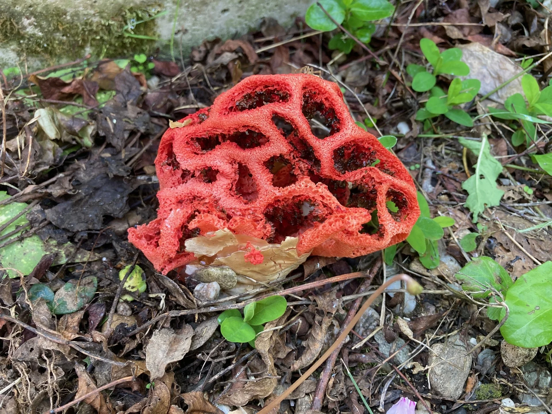 Clathere rouge - Clathrus ruber