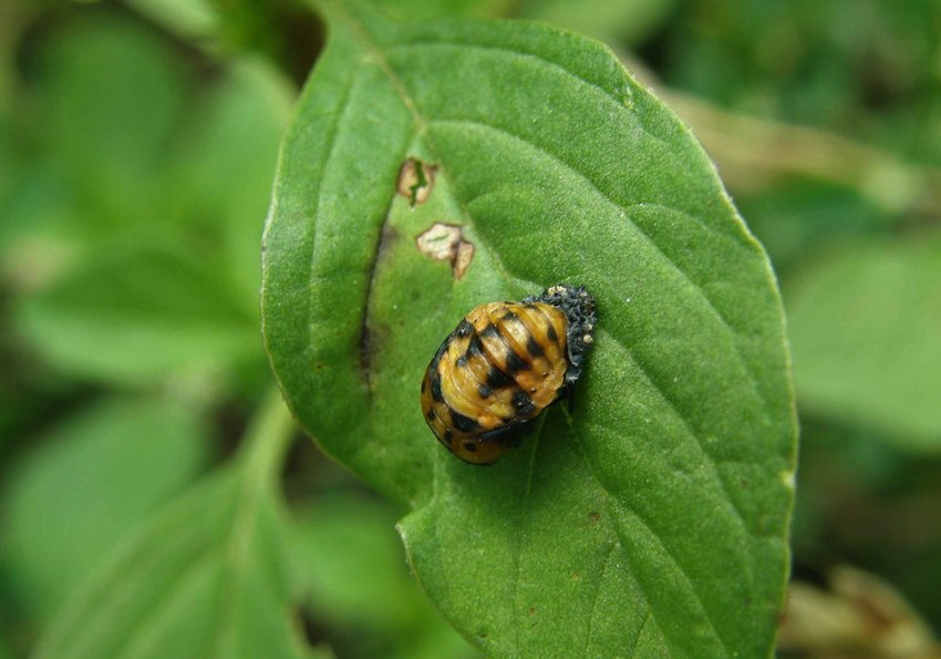 Coccinelle - nymphe