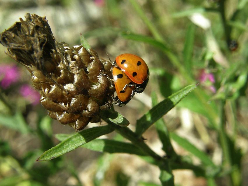 Coccinelles - accouplement