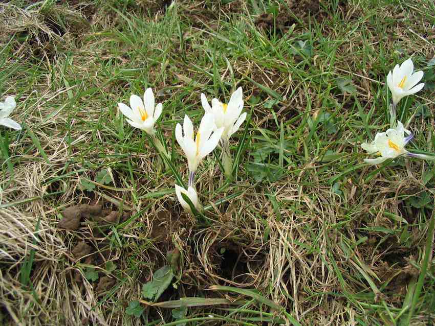 Crocus de printemps - Crocus vernus