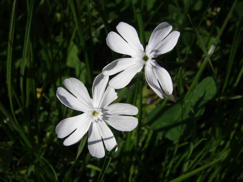 Compagnon blanc - Silène alba