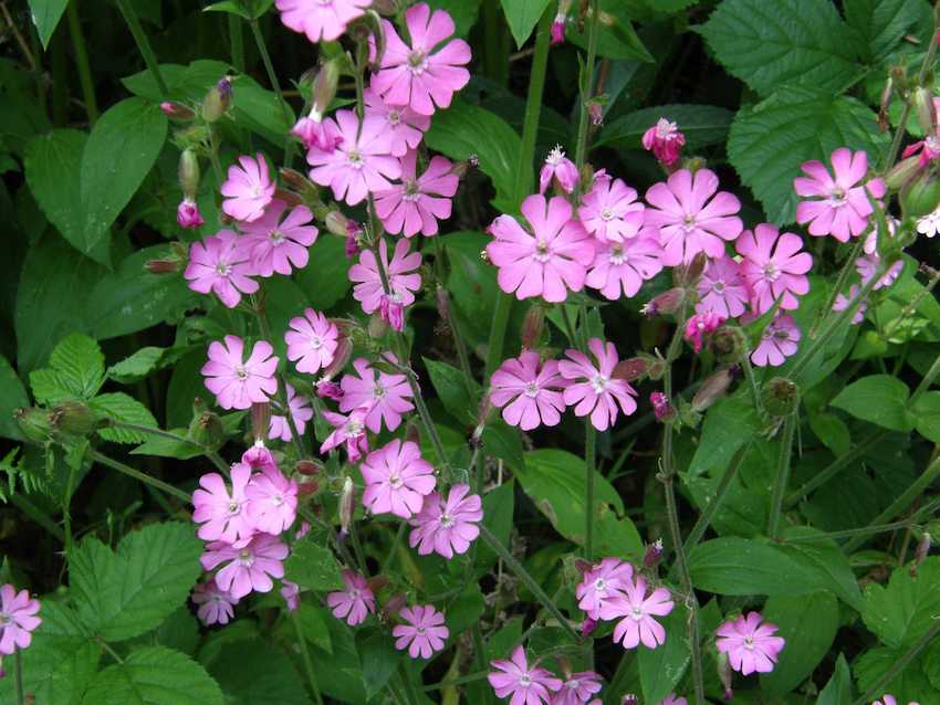 Compagnon rose - Silene dioica