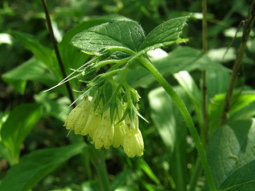 Consoude - Symphytum tuberosum