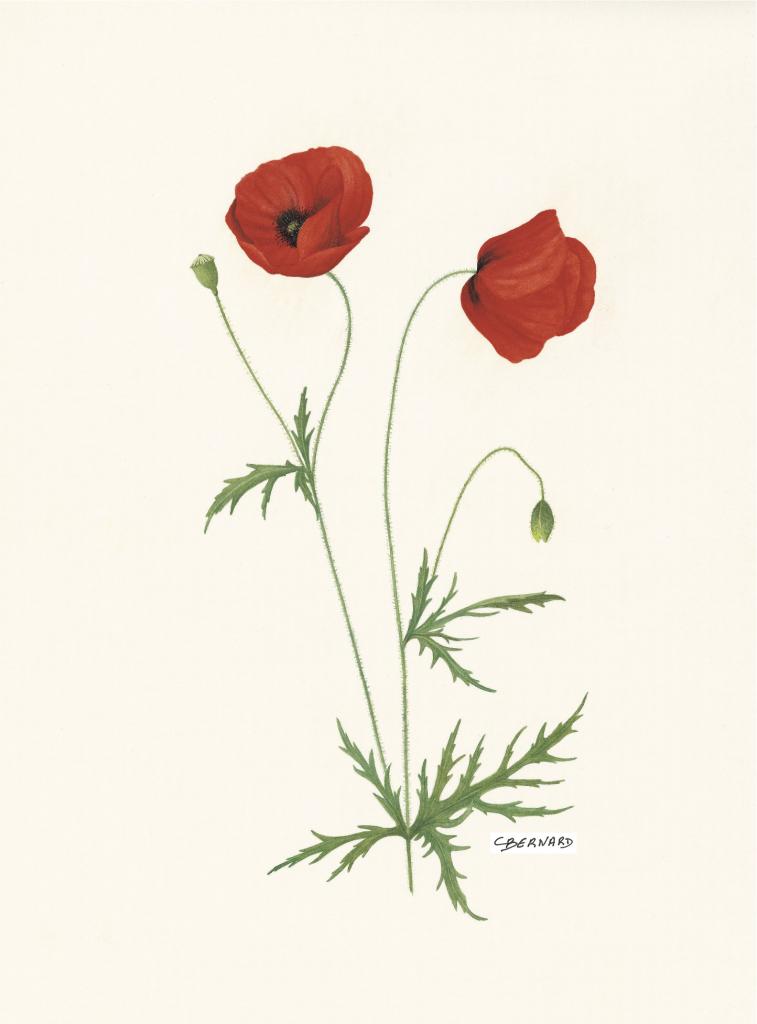 Coquelicot