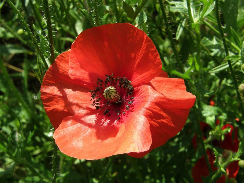 Pavot coquelicot - Papaver rhoeas