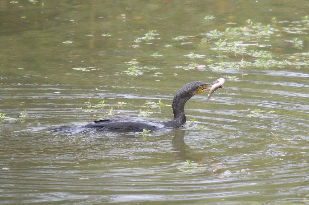 Cormoran à la pêche