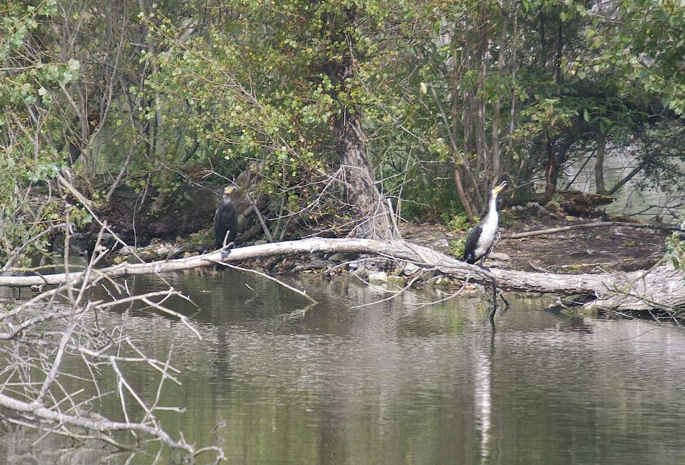 Cormorans 1