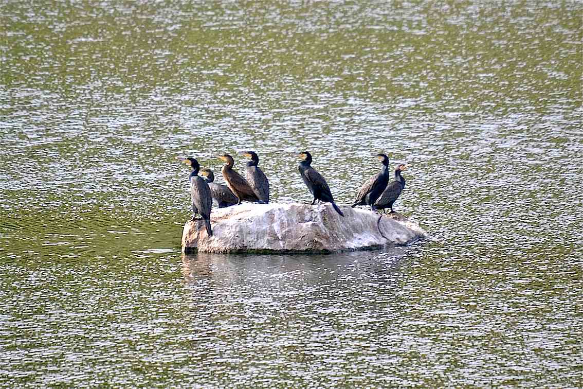 Cormorans