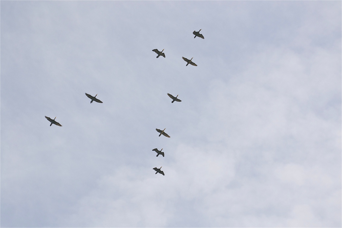 Cormorans en vol 2