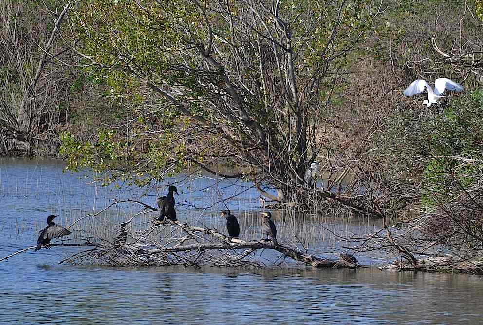 Cormorans et Grande Aigrette