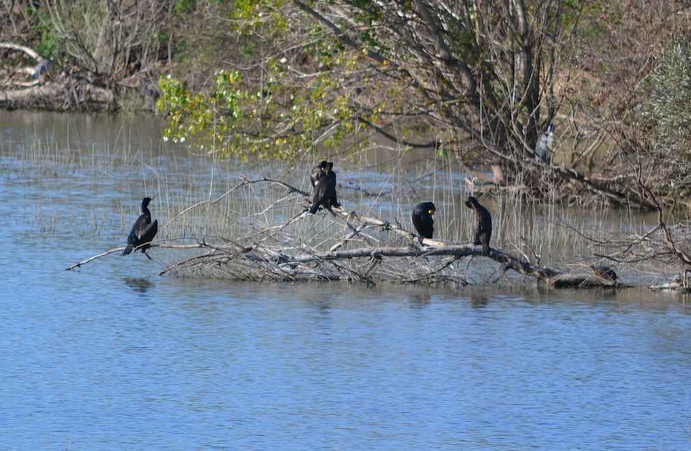 Cormorans