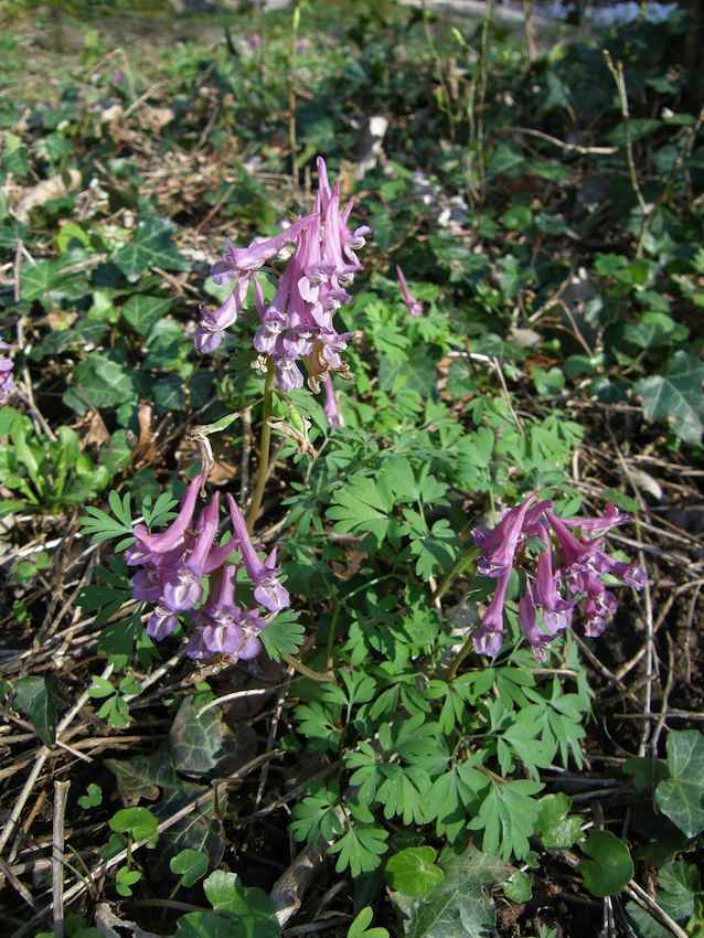 Corydale creuse - Corydalis cava