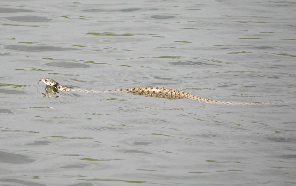 Couleuvre à collier - Natrix natrix