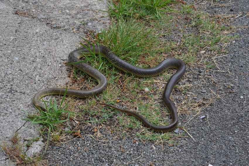 Couleuvre d'Esculape - Zamenis longissimus 1