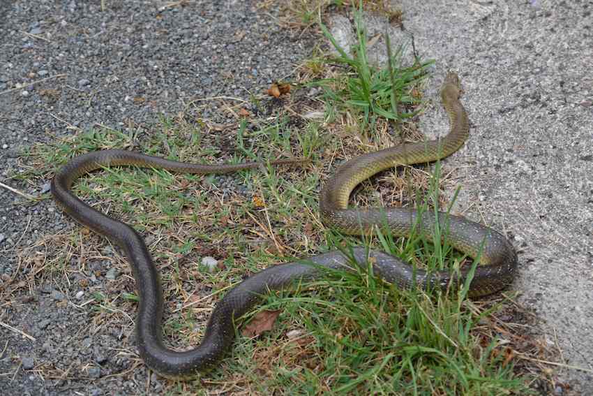 Couleuvre d'Esculape - Zamenis longissimus 2