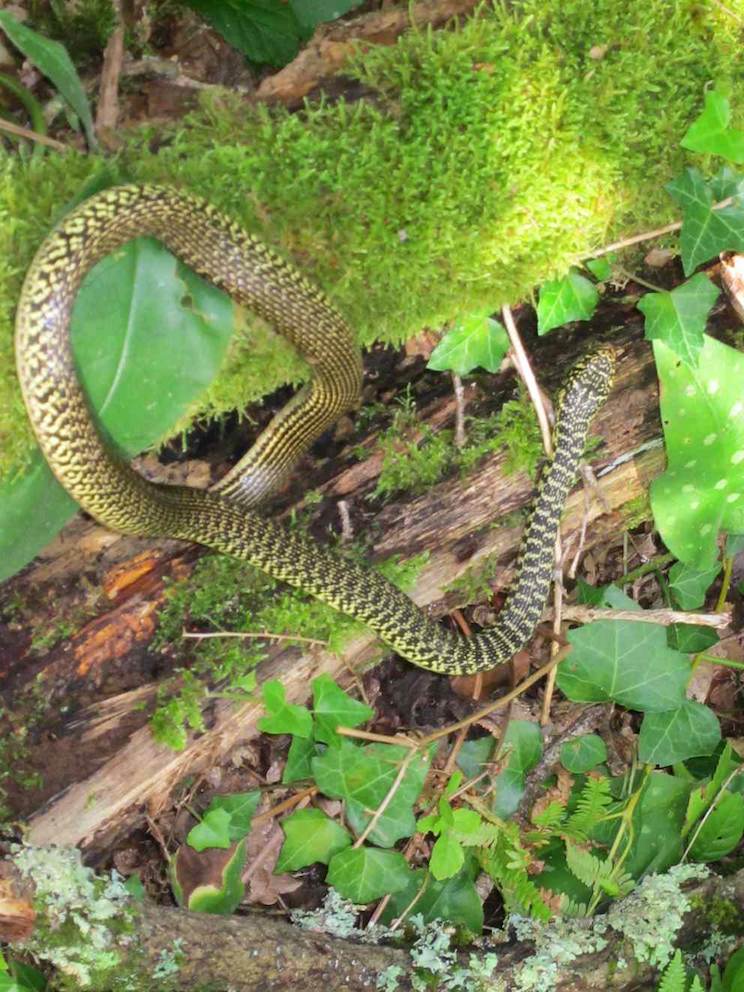 Couleuvre verte et jaune 2