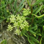 Criste marine - Crithmum maritimum - Apiaceae