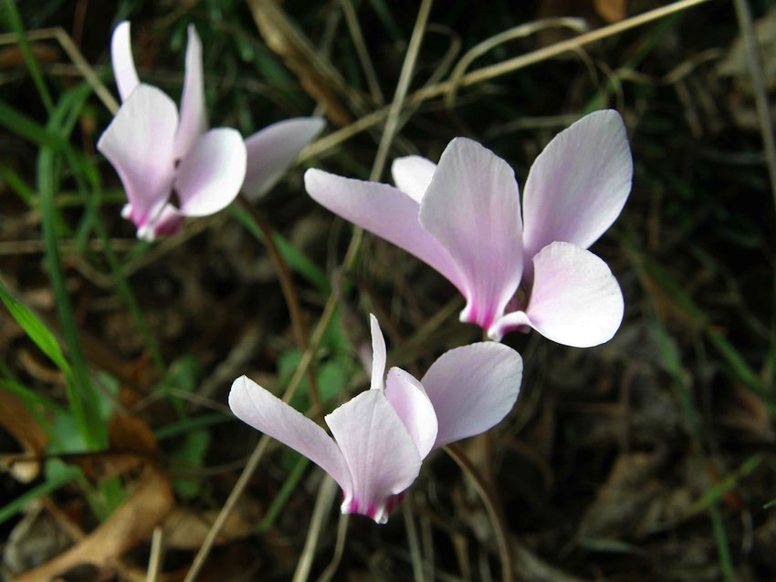 Cyclamen 2 - Cyclamen heredifolium