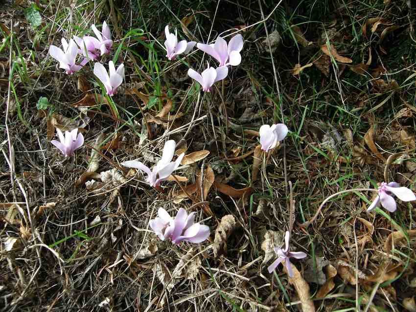 Cyclamen à feuilles de lierre - Cyclamen heredifolium