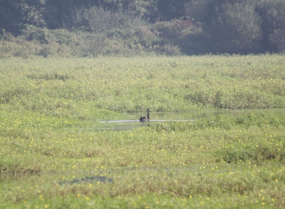 Cygne noir 