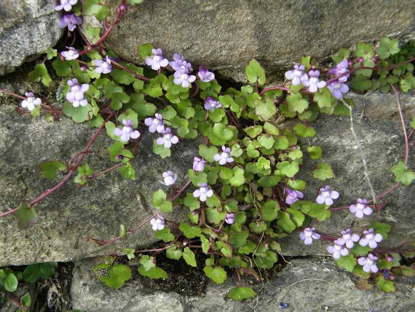 Cymbalaire des murailles - Cymbalaria muralis