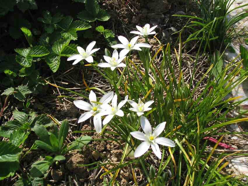 Dame de onze heures - Ornitogalum umbellatum