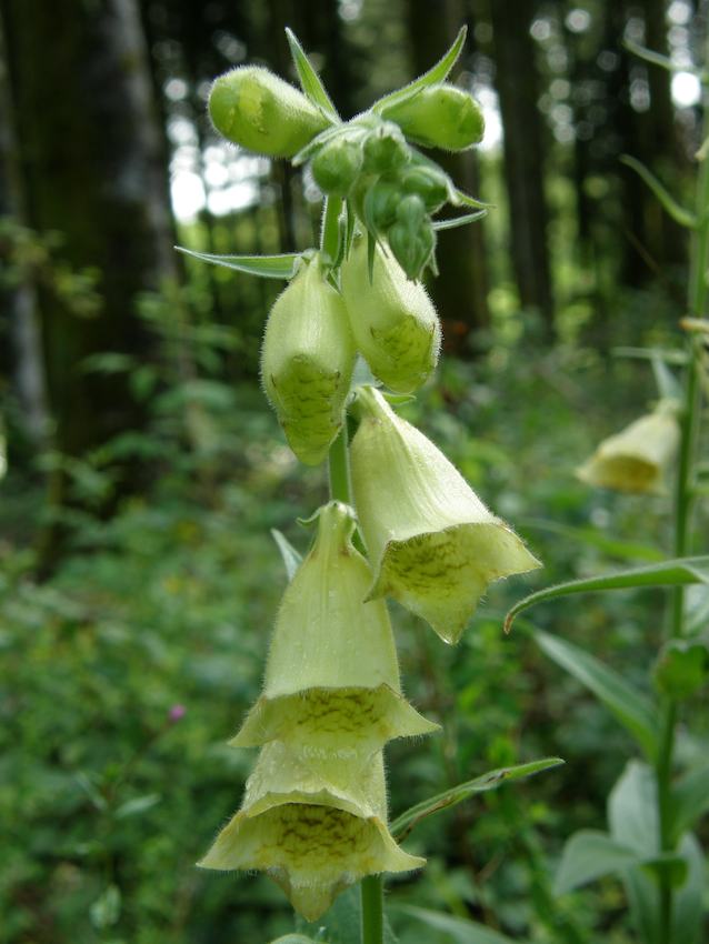 Digitale à grandes fleurs - Digitalis grandiflora - Scrophulariaceae