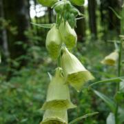 Digitale à grandes fleurs - Digitalis grandiflora - Scrophulariaceae