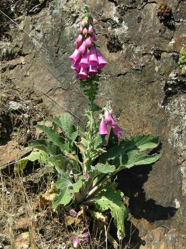 Digitale pourpre 1 - Digitalis purpurea