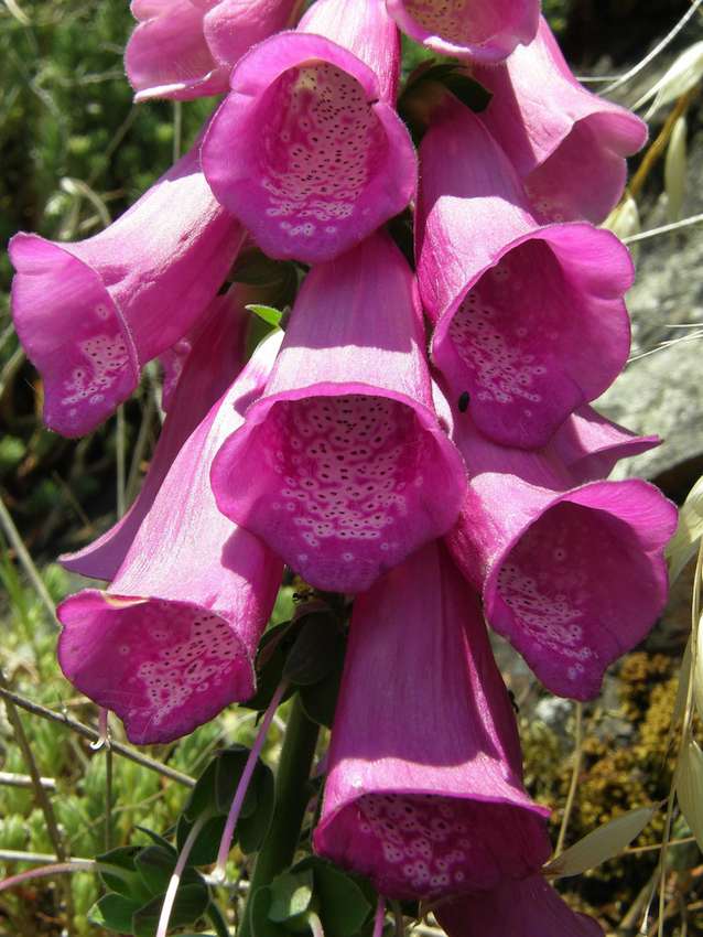 Digitale pourpre 2 - Digitalis purpurea