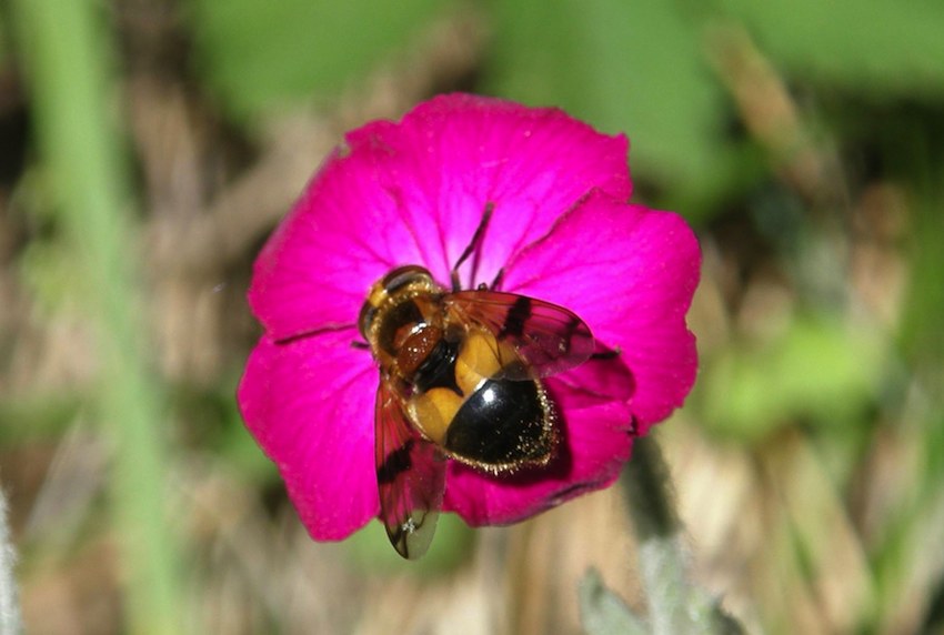 Diptère Volucelle sur Lychnis coronaria