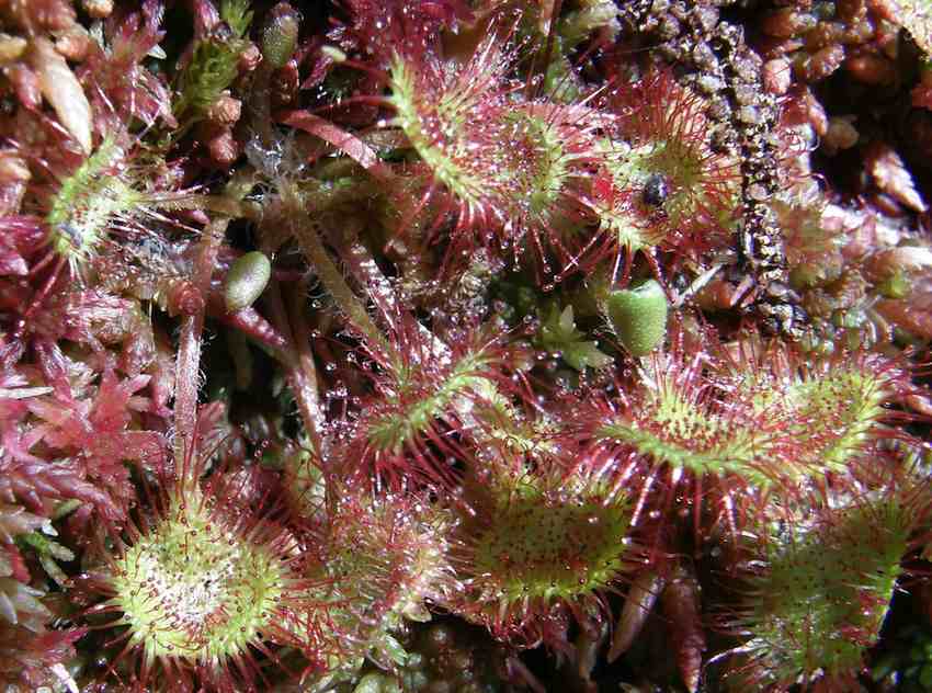 Drosera à feuilles rondes - Drosera rotundifolia