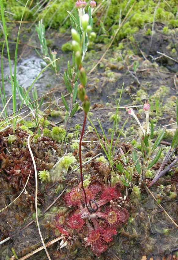 Drosera en fleur