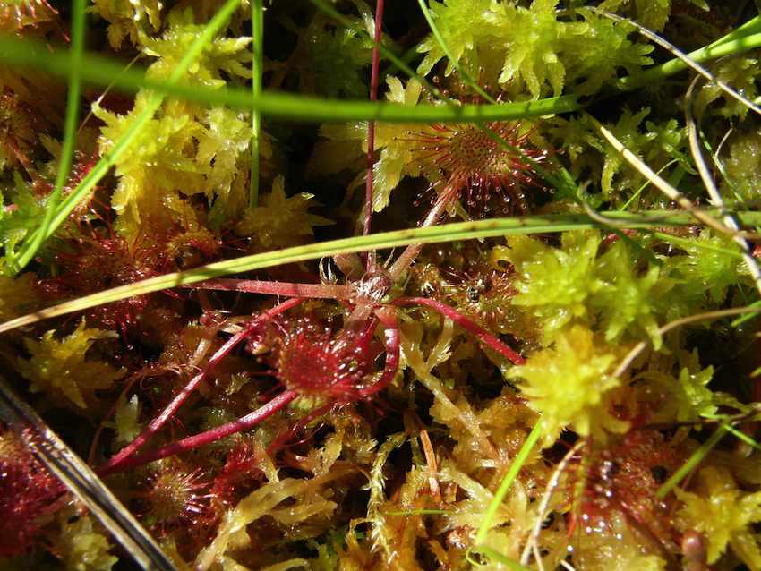 Drosera et sphaigne 2