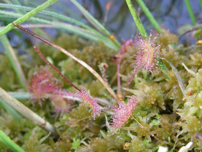 Drosera rotundifolia - Droseraceae