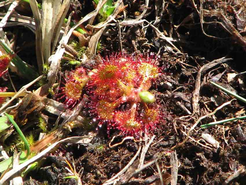 Drosera rotundifolia