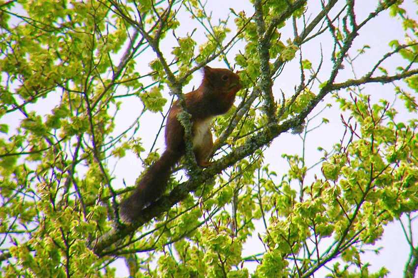 Ecureuil roux - Sciurus vulgaris 2