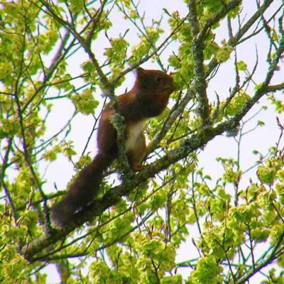 Ecureuil roux - Sciurus vulgaris 2