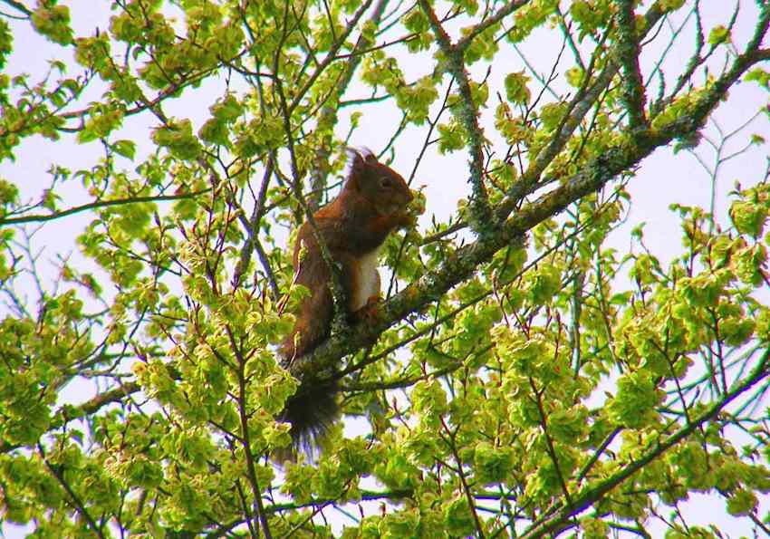 Ecureuil roux - Sciurus vulgaris 3