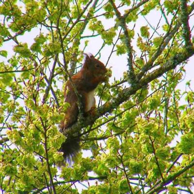 Ecureuil roux - Sciurus vulgaris 3