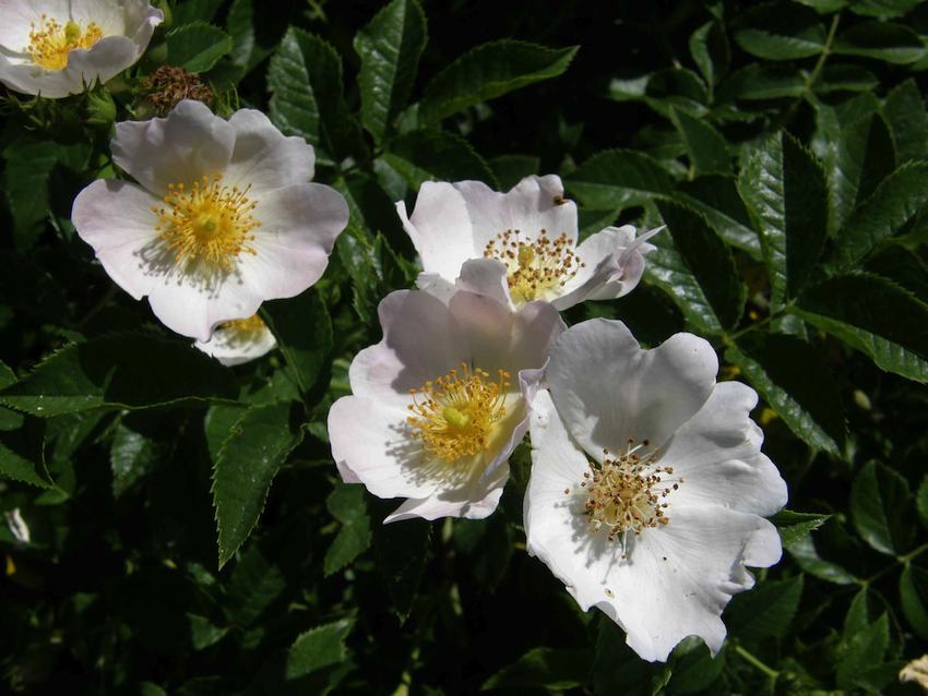 Eglantier 1 - Rosa canina