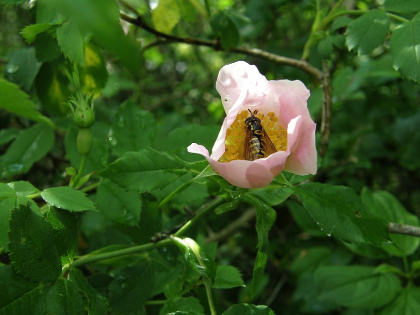 Eglantier et abeille