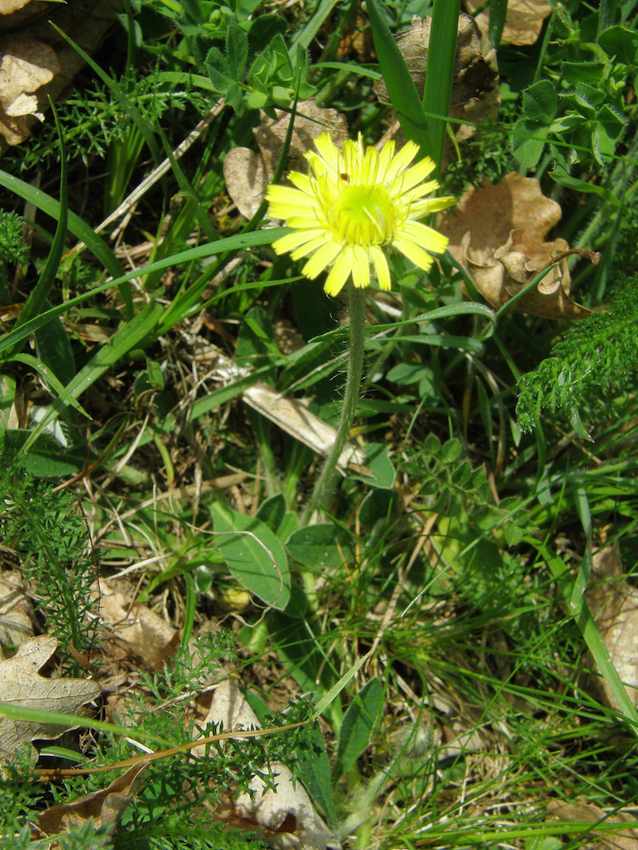 Epervière piloselle - Hieracium pilosella