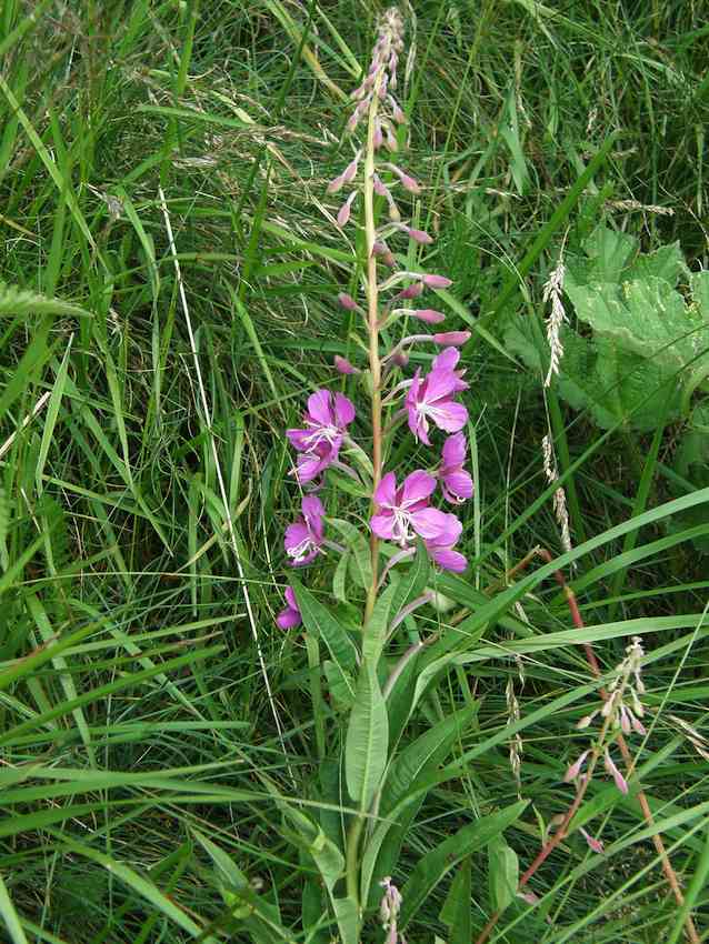 Epilobe à feuilles étroites - Epilobium angustifolium