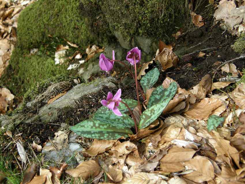 Erythrone dent de chien - Erytronium dens-canis