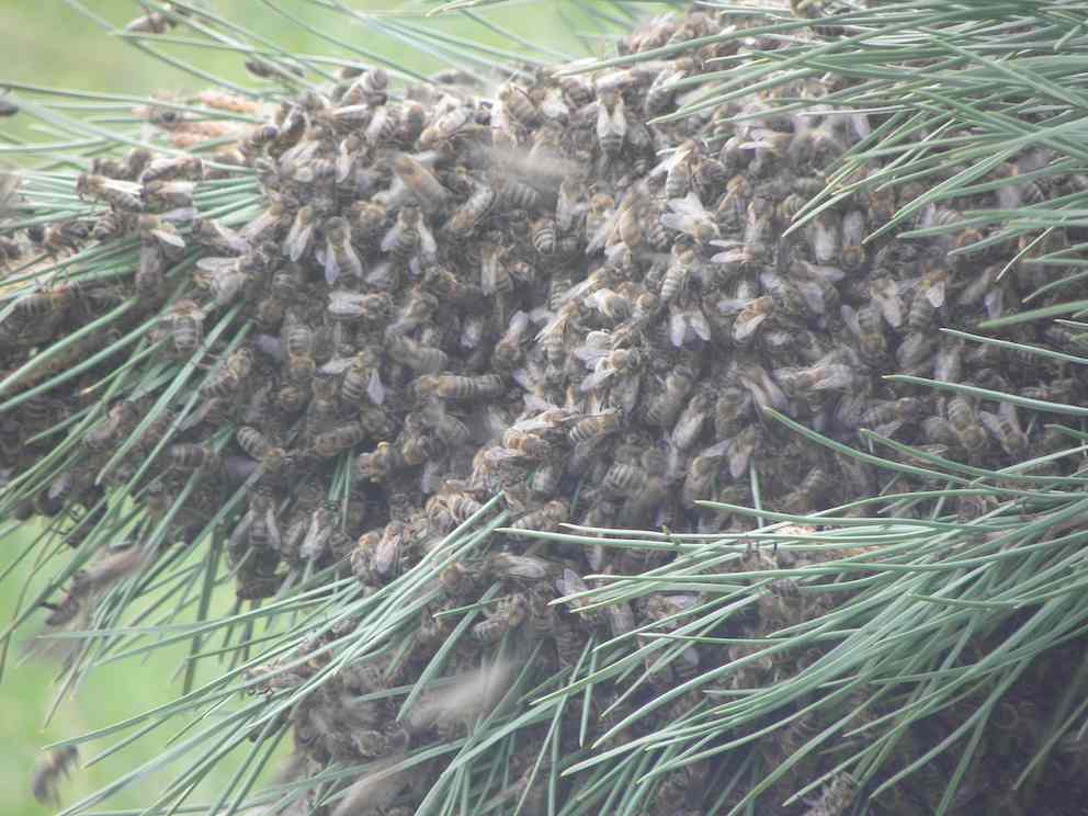 Essaim abeilles 2