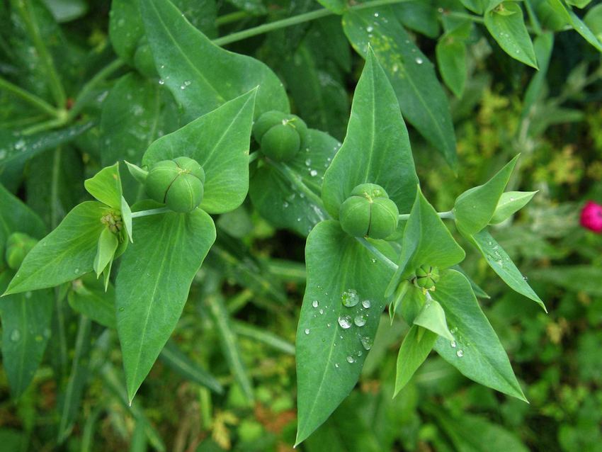 Euphorbe -fruits